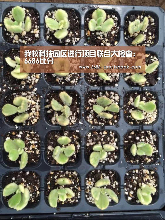 6686比分